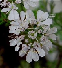  Umbellule